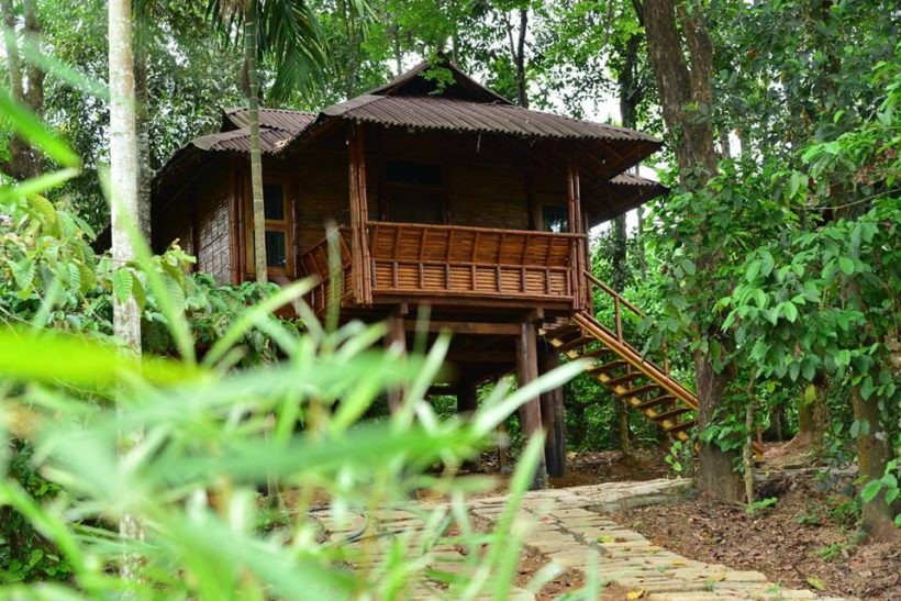 Tree hut kalpetta