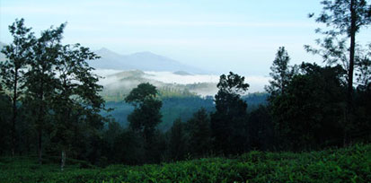Forest Stay
