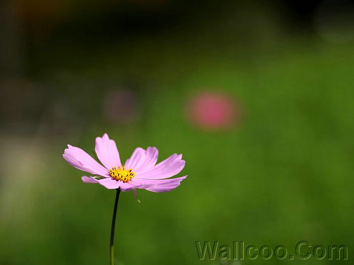 Wayanad photos and pictures
