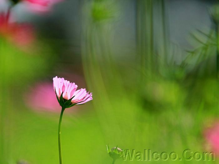 Wayanad photos and pictures
