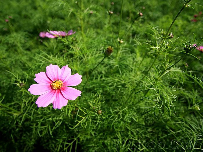 Wayanad photos and pictures