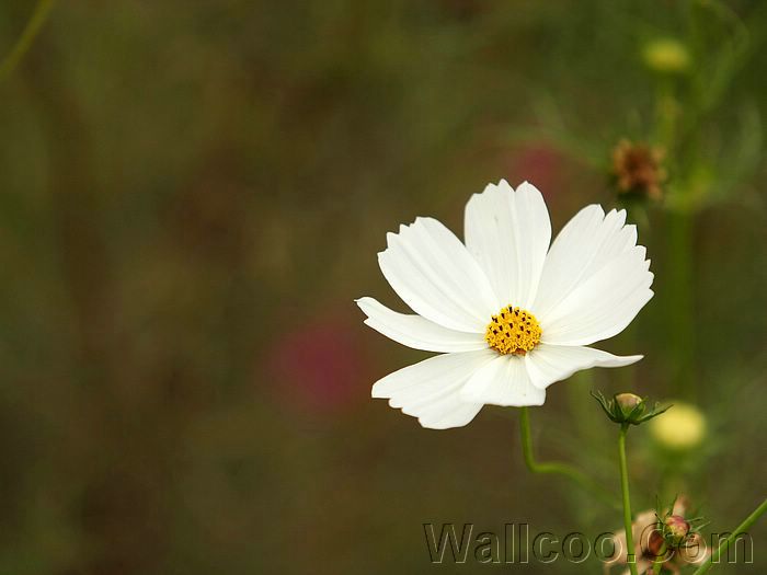Wayanad photos and pictures