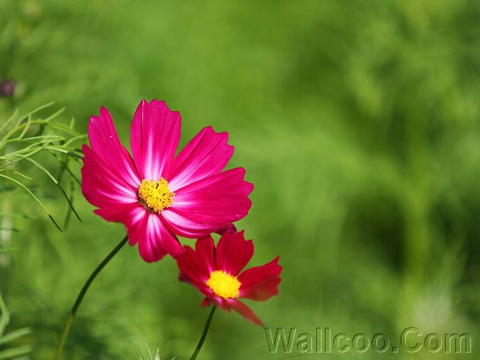 Wayanad photos and pictures