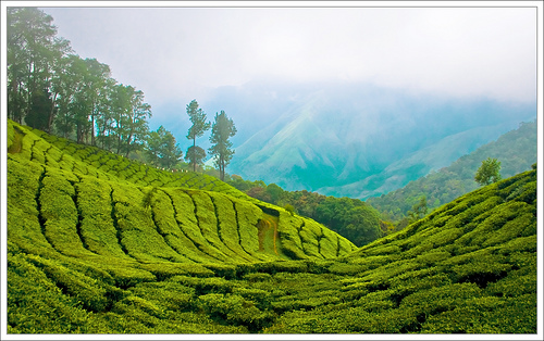 Wayanad photos and pictures