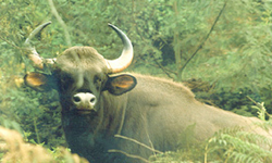 wayanad photos