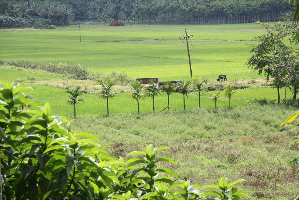 Kaniyambetta