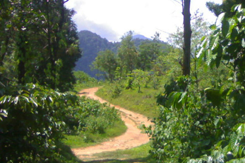 Forest Stay