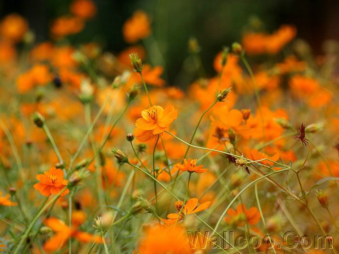 Wayanad photos and pictures