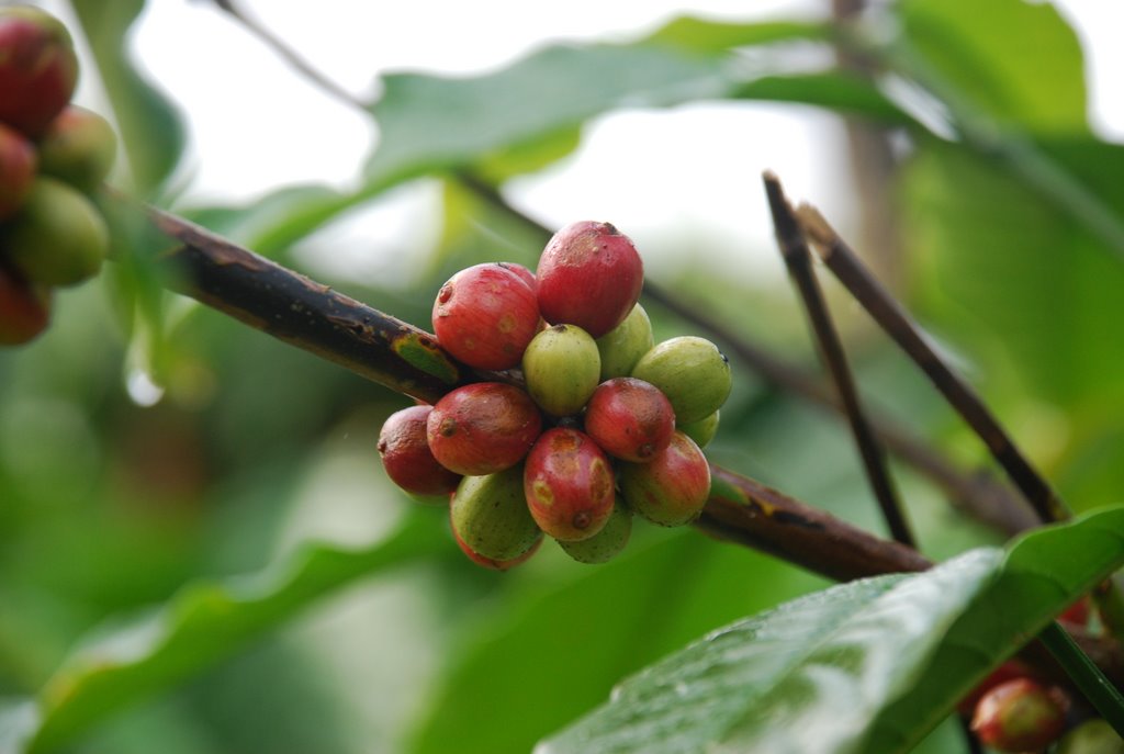 Wayanad photos and pictures