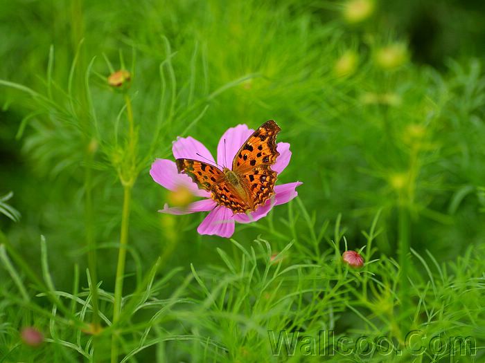Wayanad photos and pictures