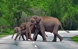 Wayanad tourist places