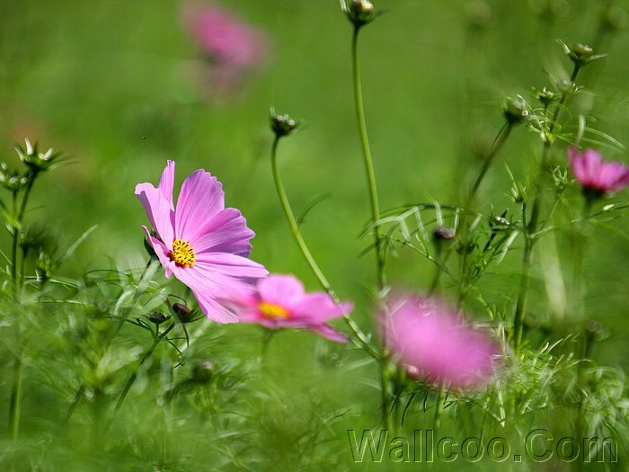 Wayanad photos and pictures