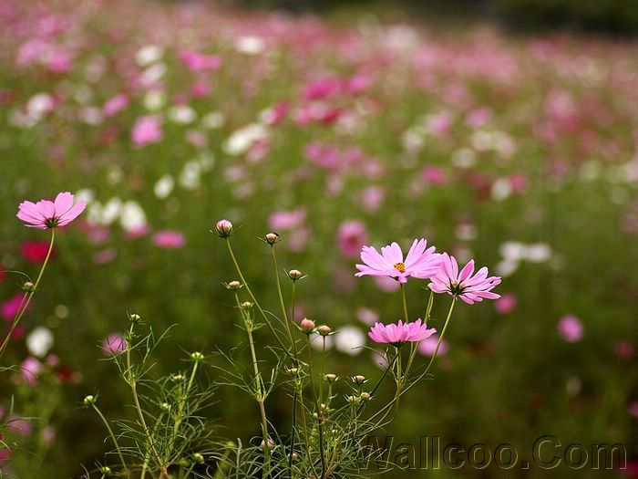Wayanad photos and pictures