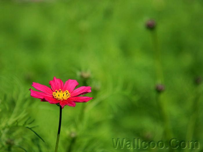 Wayanad photos and pictures
