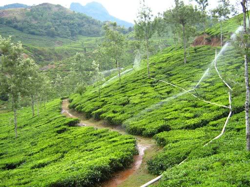Wayanad photos and pictures