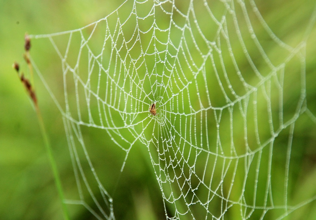 Wayanad photos and pictures