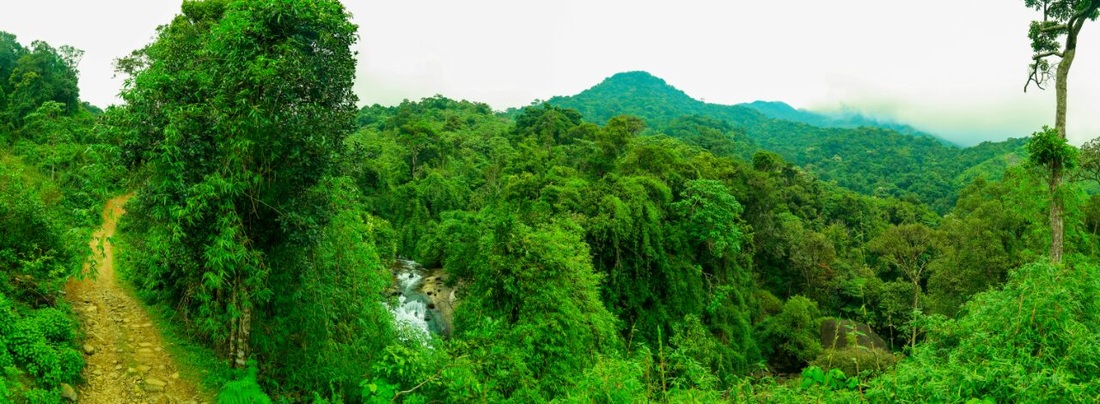 Deep Forest Stay
