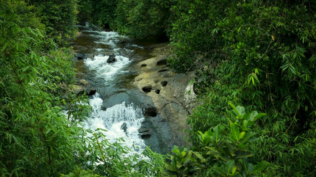 Deep Forest Stay