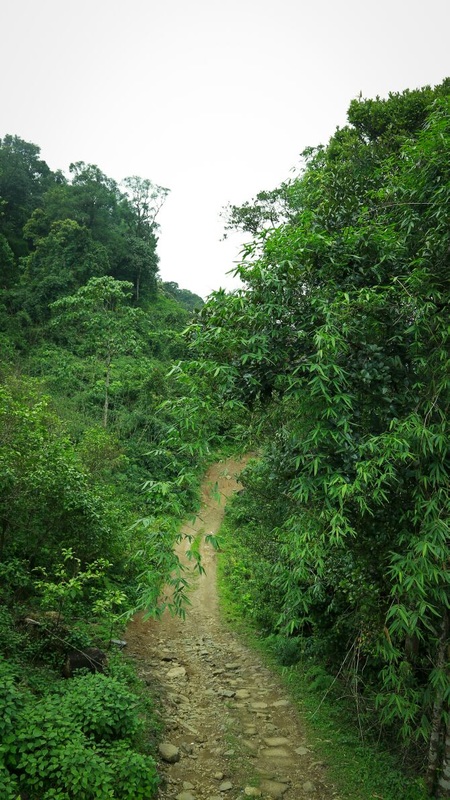 Deep Forest Stay